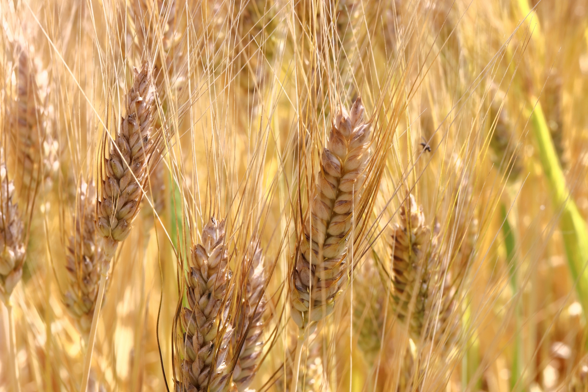 デュラム小麦とは何か？