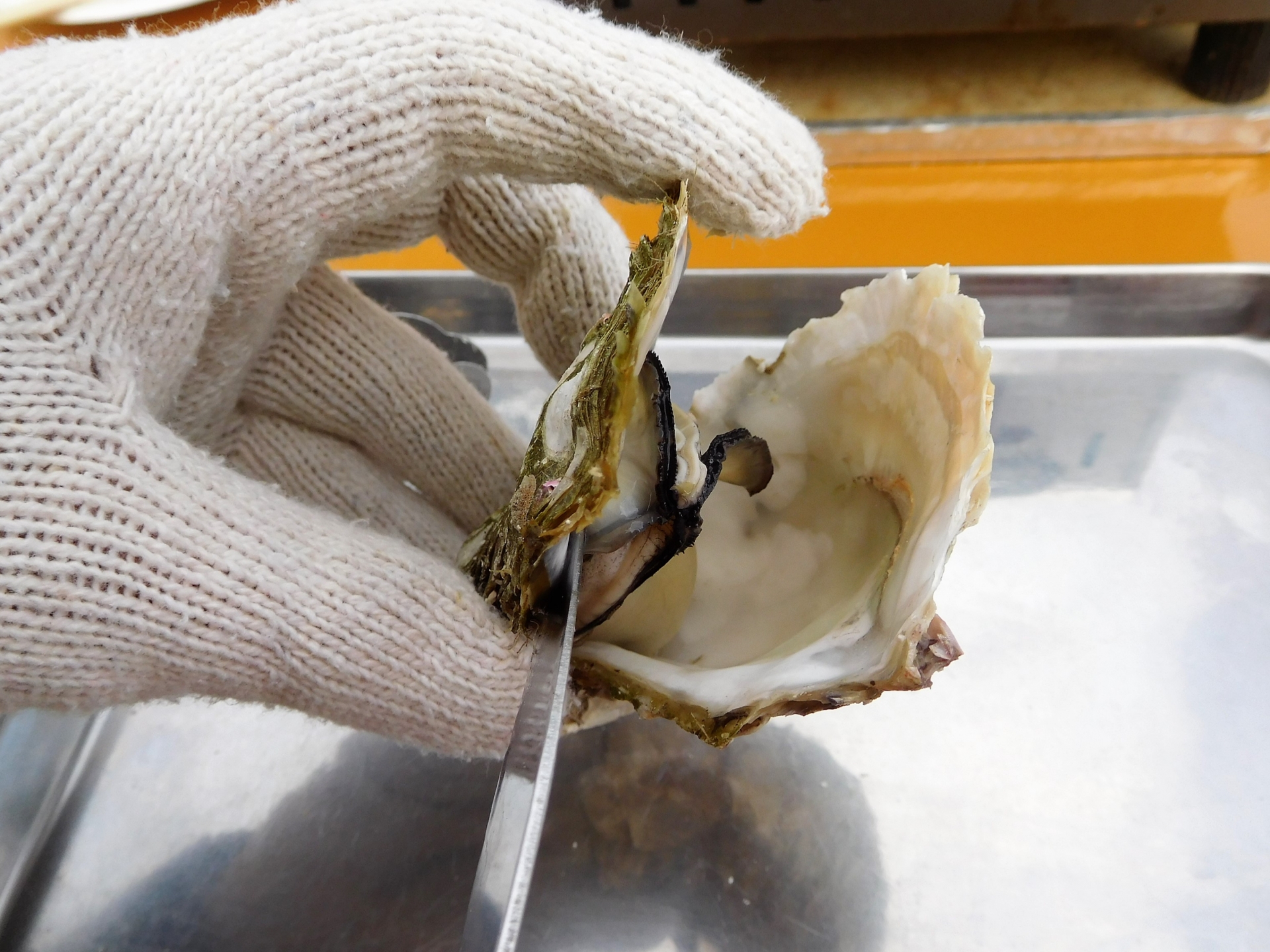 自宅で生牡蠣を楽しむ調理と保存のコツ