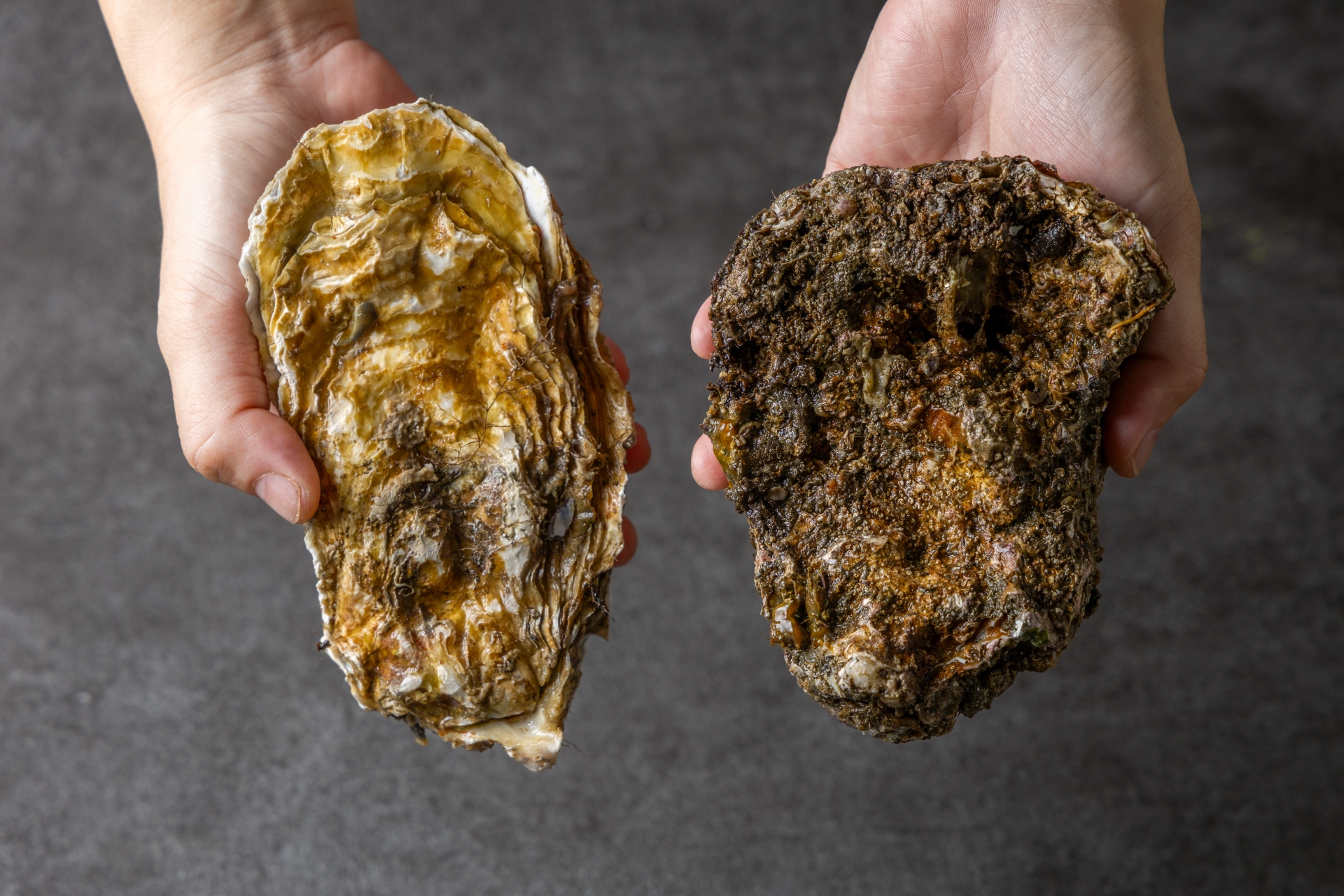 生牡蠣の種類と岩牡蠣と真牡蠣の違い