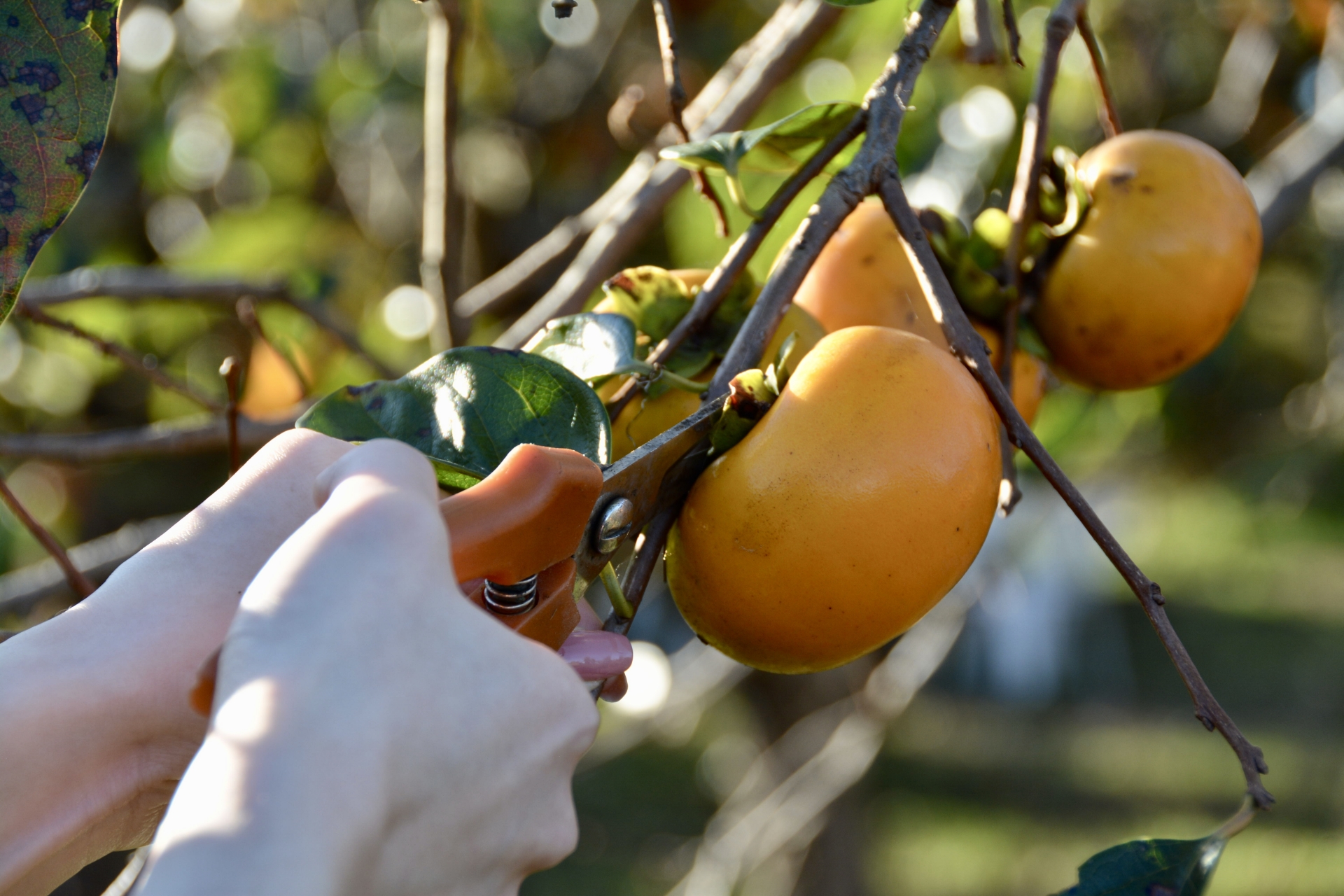 柿皮の選び方と保存方法