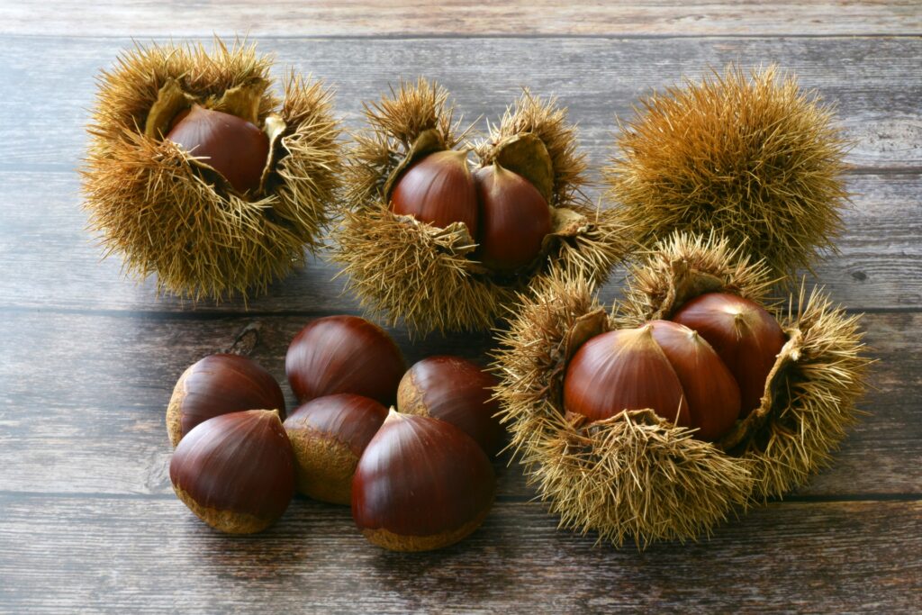 栗は圧力鍋で爆発する？ 茹でる前に注意する簡単な栗の茹で方は？ | はるしお